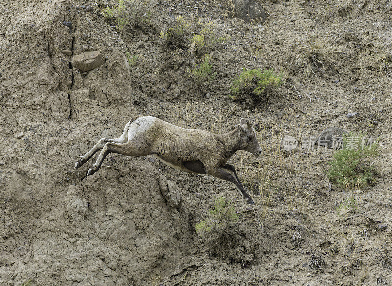 大角羊(Ovis canadensis)是一种原产于北美的绵羊，在怀俄明州的黄石国家公园发现。在几乎垂直的岩壁上行走和跳跃。